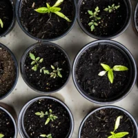 Anzuchterde aus Bio-Erde für Ihren Garten oder Landwirtschaft