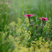 Beste Qualitäts-Blumenerde von Natürlich Kopp