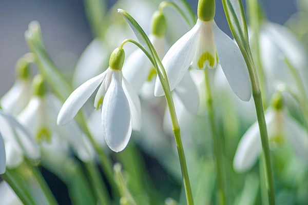 Qualitätsblumenerde aus biologischer Produktion